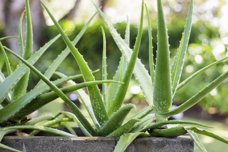 Aloe Vera – Wirkung, Anwendung und Vorteile der vielseitigen Heilpflanze aloe vera