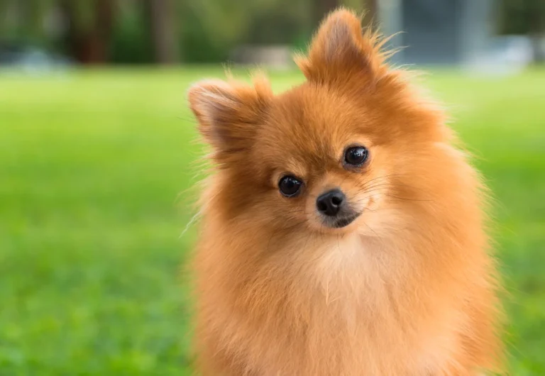 pomeranian